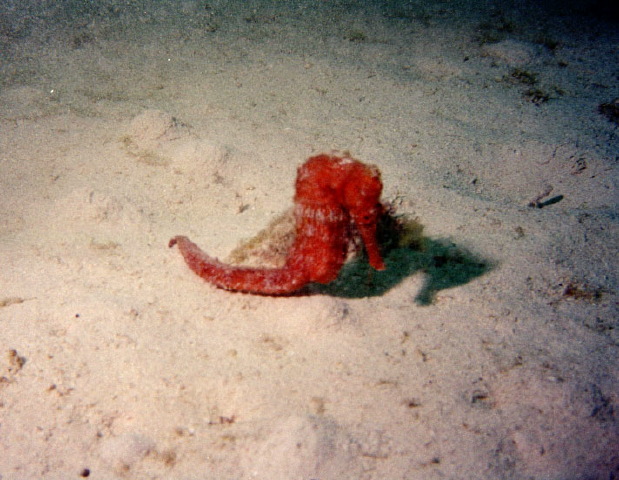 seahorse_1.jpg