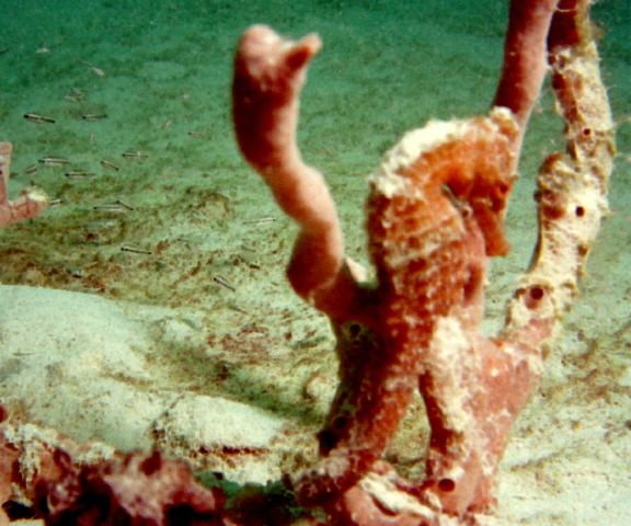 seahorse_3.jpg