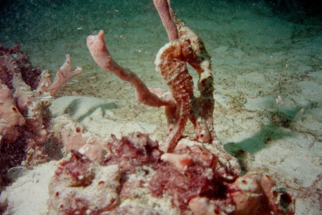 searhorse_2.jpg