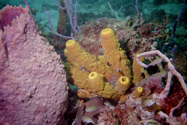 sponge.jpg