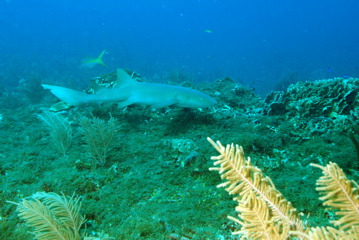 DSC_0205.JPG