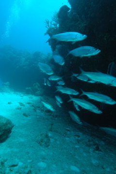 DSC_0026.JPG