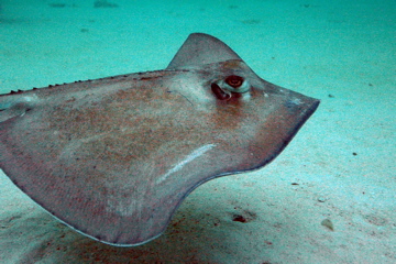 DSC_0113.JPG